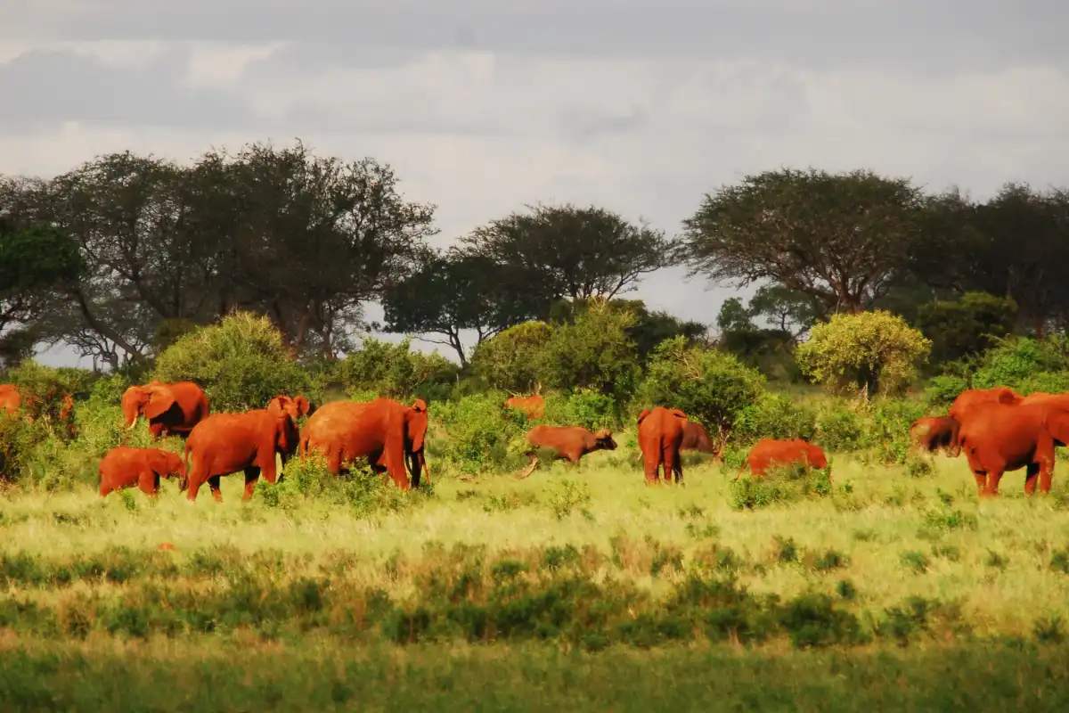 7 DAYS KENYA LODGE SAFARI